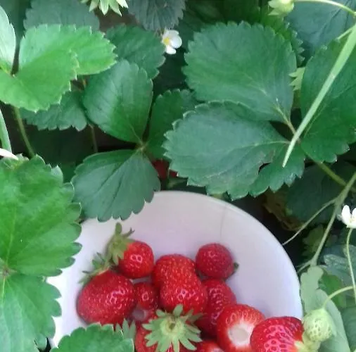 Molino De La Vega 3* Arcos de la Llana